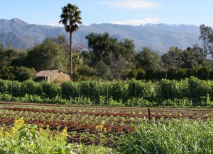 Earth Trine farm in Ojai, managed by BD & Liz